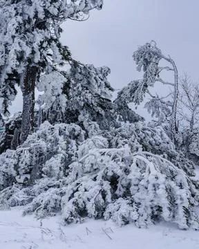 Snow covered pine trees on mountain Demerdzhi after blizzard in spring. Crime Stock Photos