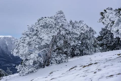Snow covered pine trees on mountain Demerdzhi after blizzard in spring. Crime Stock Photos
