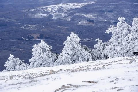 Snow covered pine trees on mountain Demerdzhi after blizzard in spring. Crime Stock Photos