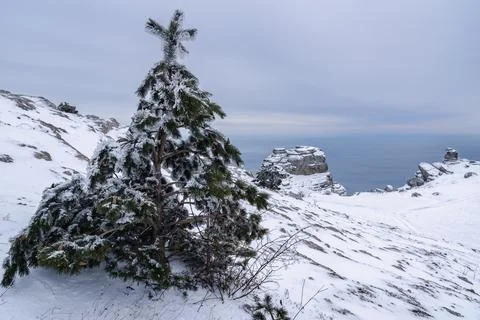 Snow covered pine trees on mountain Demerdzhi after blizzard in spring. Crime Stock Photos