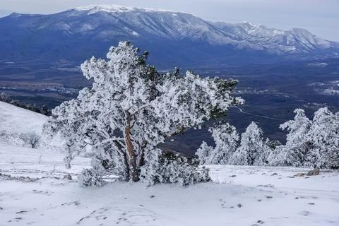 Snow covered pine trees on mountain Demerdzhi after blizzard in spring. Crime Foto stock