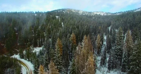 Snow Covered Pine Trees in the Mountains Aerial Stock Footage 120702619