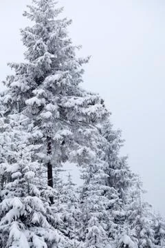 Snow covered pine trees in the mountains Stock Photos