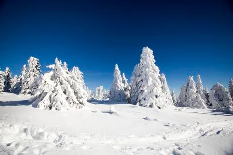 Snow covered pine trees in the mountains Stock Photos