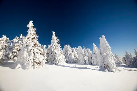Snow covered pine trees in the mountains Stock Photos