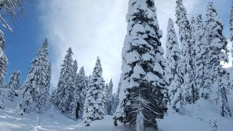 Snow-covered pine trees in the mountains Stock Photos