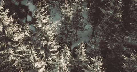 Snow covered pine trees in a peaceful forest during winter morning Stock Illustration
