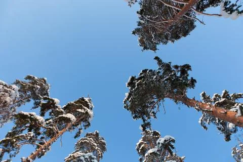 A snow covered pine trees Stock Photos