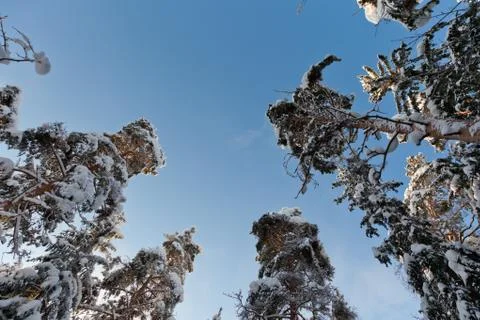 A snow covered pine trees Stock Photos