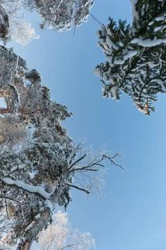 A snow covered pine trees Stock Photos