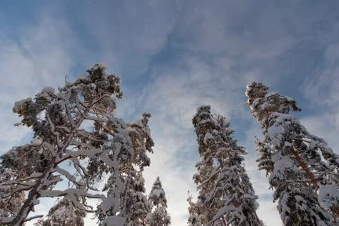 A snow covered pine trees Stock Photos