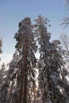 Snow covered pine trees Stock Photos