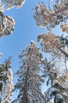 A snow covered pine trees Stock Photos