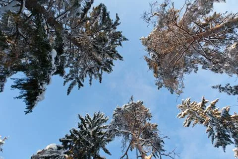 A snow covered pine trees Stock Photos