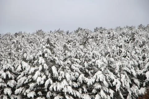 Snow covered pine trees Foto stock