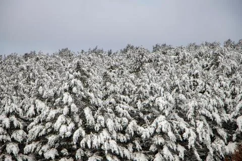 Snow-covered pine trees Stock Photos