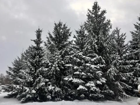 Snow covered Pine trees 스톡 사진