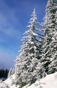 Snow Covered Pine Trees Stock Photos