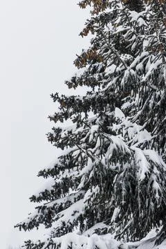 Snow Covered Pine Trees Stock Photos