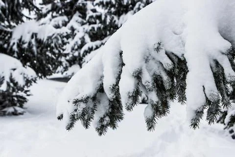 Snow Covered Pine Trees Stock Photos