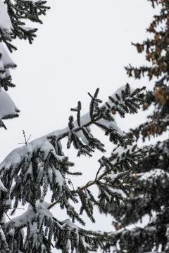 Snow Covered Pine Trees Stock Photos