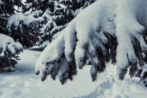 Snow Covered Pine Trees Stock Photos