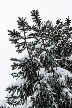 Snow Covered Pine Trees Stock Photos