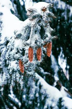 Snow Covered Pine Trees Stock Photos