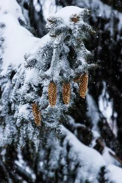 Snow Covered Pine Trees Stock Photos
