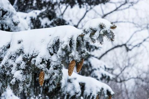 Snow Covered Pine Trees Stock Photos