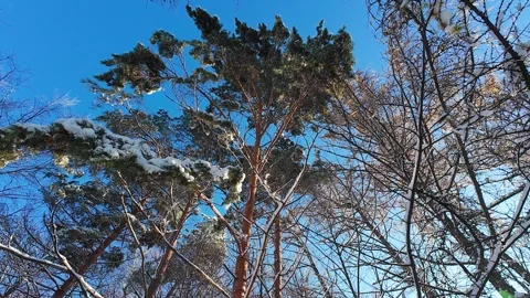 Snow-covered pine trees reach towards a clear blue winter sky. Stock Footage 321841688