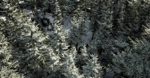 Snow covered pine trees in a serene forest landscape during winter season Stock Illustration