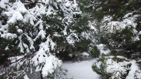 Snow covered pine trees, showing from the bottom up Stock Footage 147007080