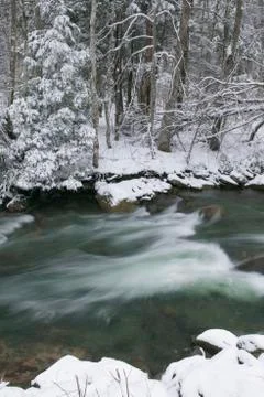 Snow covered pine trees on the side of a river in the winter. Stock Photos