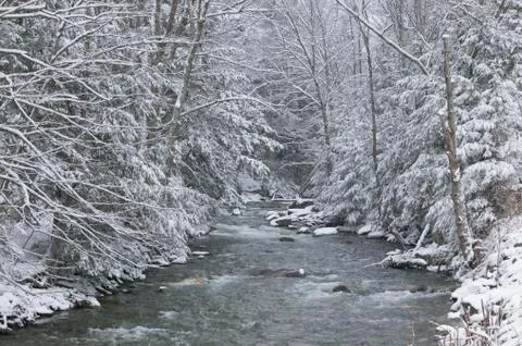 Snow covered pine trees on the side of a river in the winter. Stock Photos