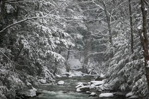 Snow covered pine trees on the side of a river in the winter. Stock Photos
