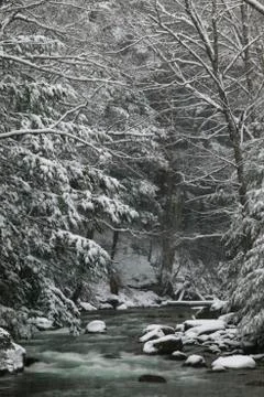 Snow covered pine trees on the side of a river in the winter. Stock Photos