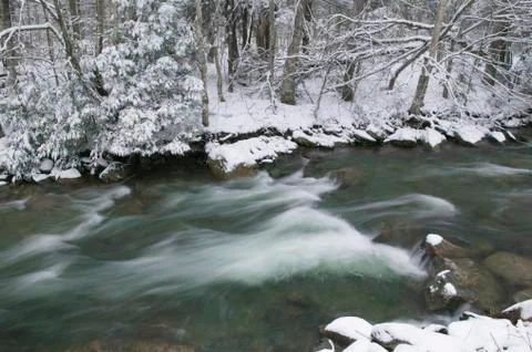 Snow covered pine trees on the side of a river in the winter. Stock Photos