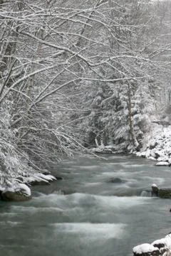 Snow covered pine trees on the side of a river in the winter. Stock Photos