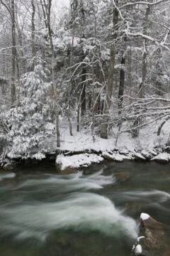 Snow covered pine trees on the side of a river in the winter. Stock Photos