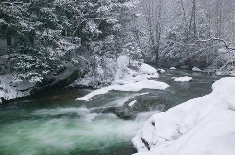 Snow covered pine trees on the side of a river in the winter. Stock Photos