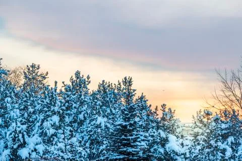 Snow covered pine trees with sky during sunset Stock Photos