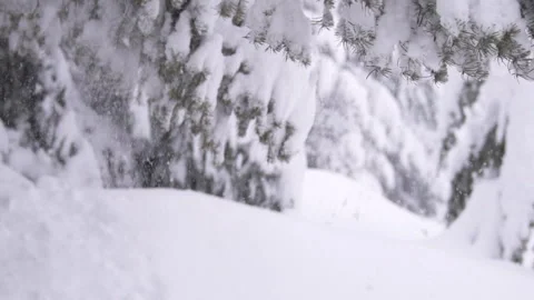 Snow Covered Pine Trees with Snowfall with branch shaking Slow Motion Stock Footage 254810576