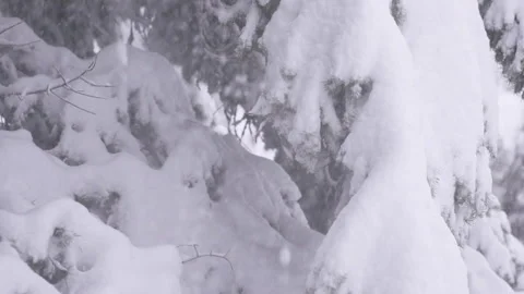 Snow Covered Pine Trees with Snowfall Slow Motion Stock Footage 254810583
