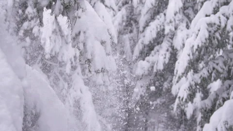 Snow Covered Pine Trees with Snowfalling off Slow Motion Stock Footage 254810577