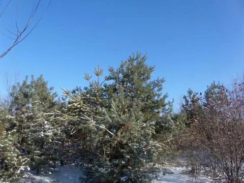 Snow-covered pine trees on a sunny day Stock Photos