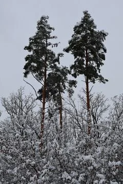 Snow covered pine trees towering over winter forest canopy Stock Photos