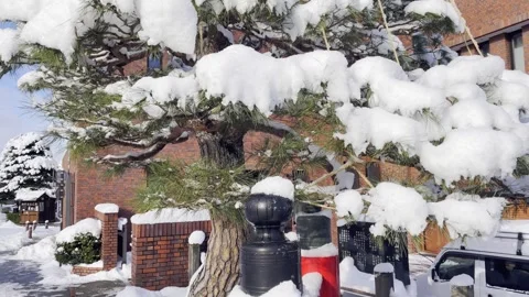 Snow-covered pine trees, urban nature, winter land, seasonal beauty Stock Footage 304846773