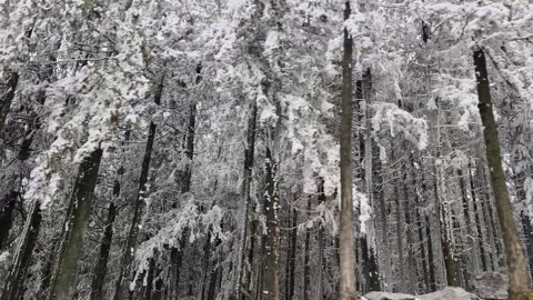 Snow-covered pine trees, a view from the window of a driving car. Stock Footage 297272833