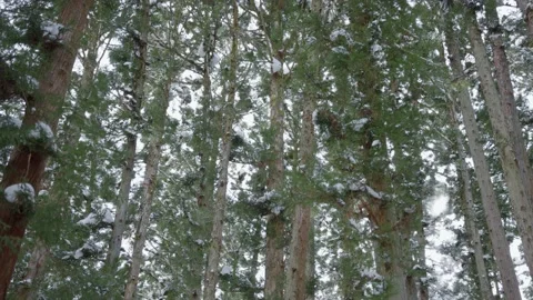 Snow Covered Pine Trees, Winter in Japanese Alps Video stock 171044579